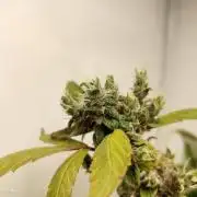 DJ Short - Blueberry Regular F5