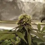 GSC119BK #2