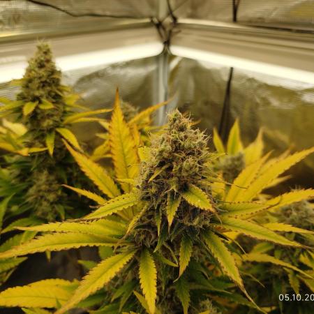 Chocolate Haze RQS