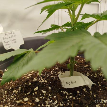 Big Bud 🥦
