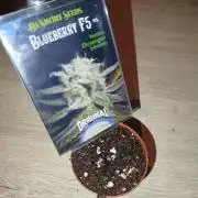 DJ Short - Blueberry Regular F5