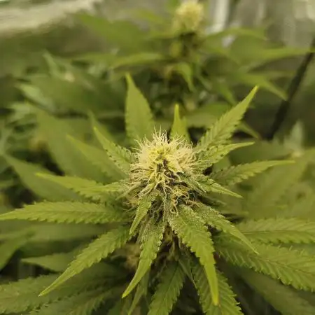 Chocolate Haze RQS