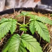 Fruits for summer II