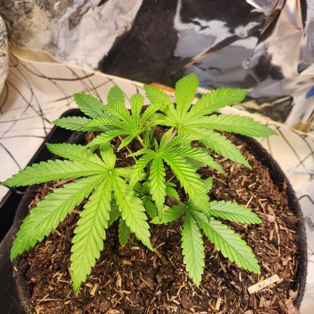 Cherry High
