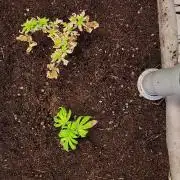 Surprise Bag