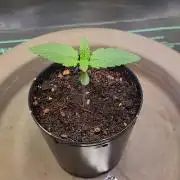 Fruits for summer II