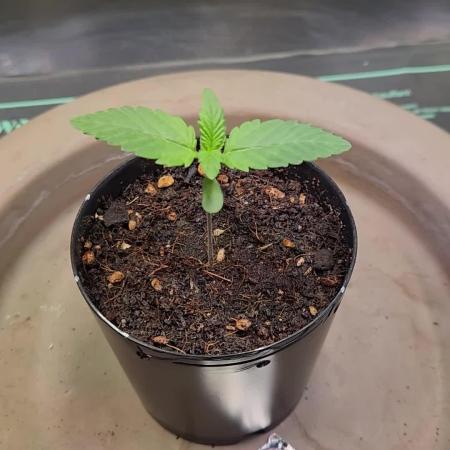 Fruits for summer II