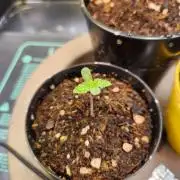 Fruits for summer II