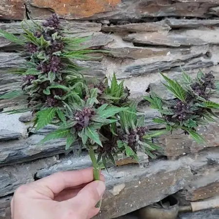 Cherry bonsai