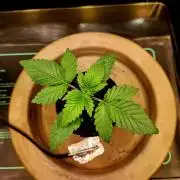 Fruits for summer II