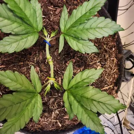 Cherry High