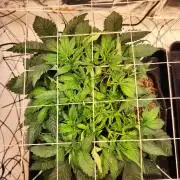 Fruits for summer II