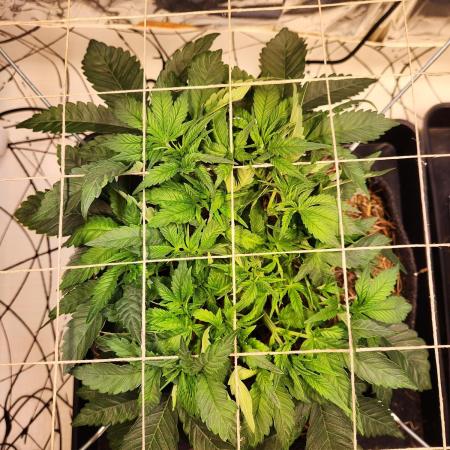 Fruits for summer II