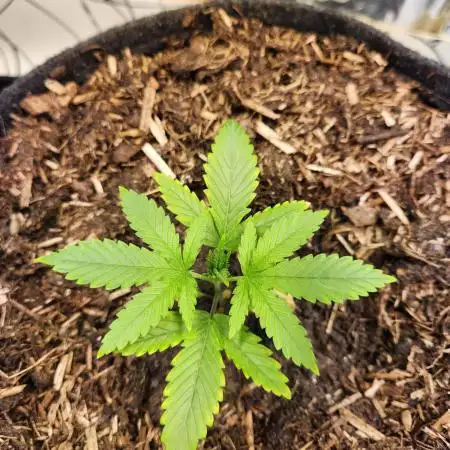 Cherry High