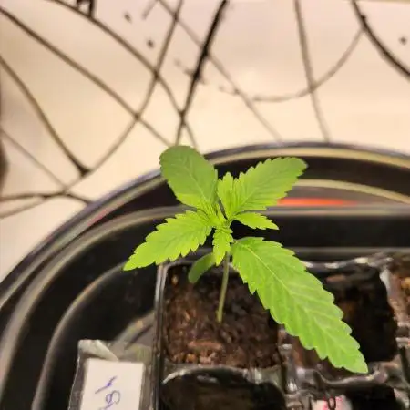 Cherry High