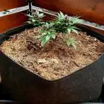 Cherry bonsai