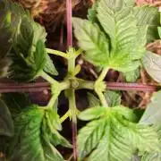 Fruits for summer II