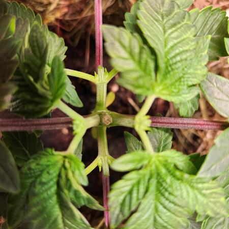 Fruits for summer II