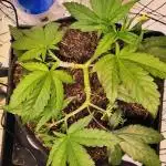 Cherry High
