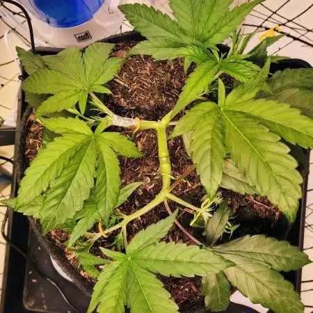 Cherry High