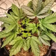 Fruits for summer II