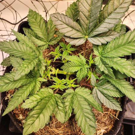 Fruits for summer II