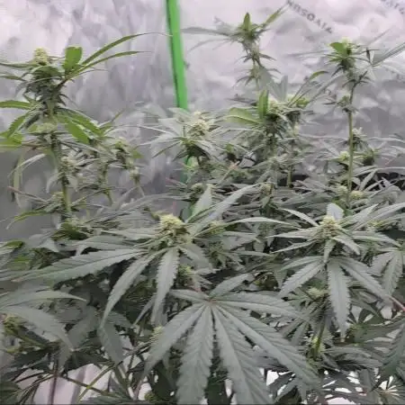 Ethos - Grandpa Cookies #6 S1