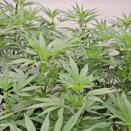 Ethos - Grandpa Cookies #6 S1