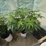 Grandpa's Cookies #6