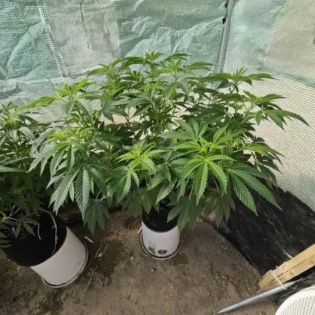 Grandpa's Cookies #6