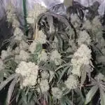 Ethos - Grandpa Cookies #6 S1