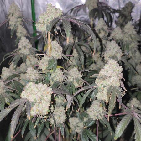 Ethos - Grandpa Cookies #6 S1