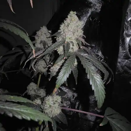 Ethos - Grandpa Cookies #6 S1
