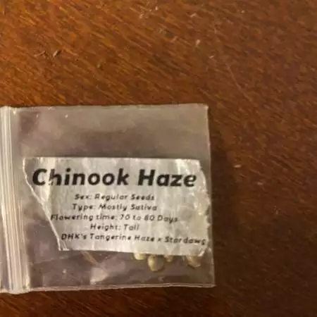 Green Point Chinook Haze
