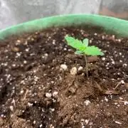 Gorilla Auto