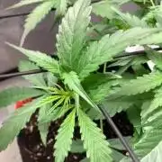 DoS Si DoS auto