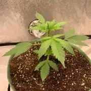 Gorilla Auto