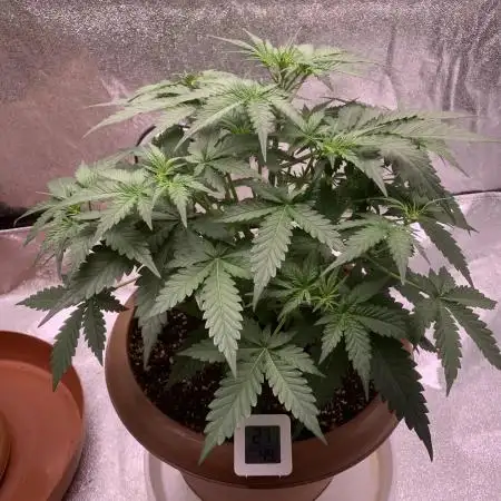 Big Devil #2 auto