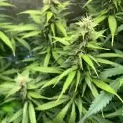 Gorilla 🦍 Auto