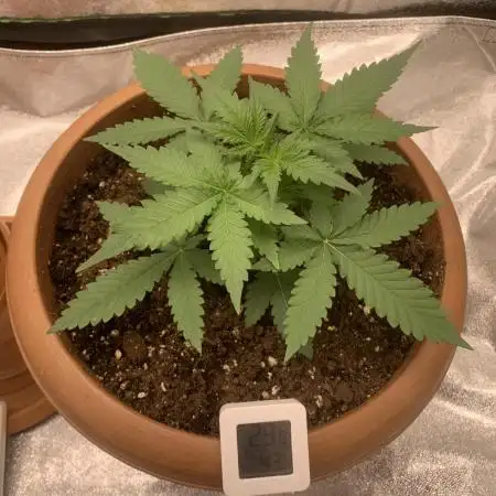 Big Devil#2 auto