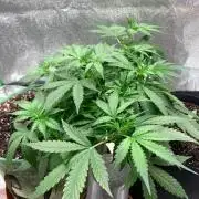 Gorilla Auto