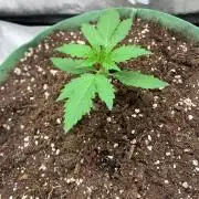 Gorilla Auto