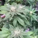 Jelly Donutz/sour ripper  fem