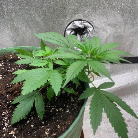 Gorilla Auto