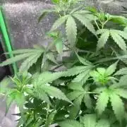 Gorilla Auto