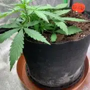 DoS Si DoS auto