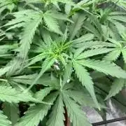 DoS Si DoS auto