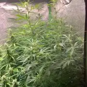 DoS Si DoS👭🍪👯‍♀️auto