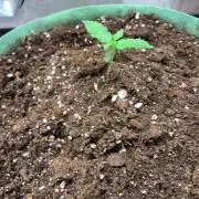 Gorilla Auto