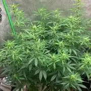 Gorilla Auto